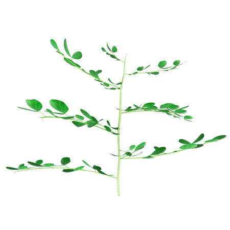 Bifoliate plantの写真素材