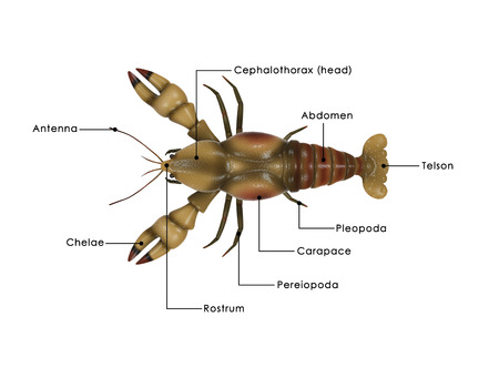 Astacusの写真素材