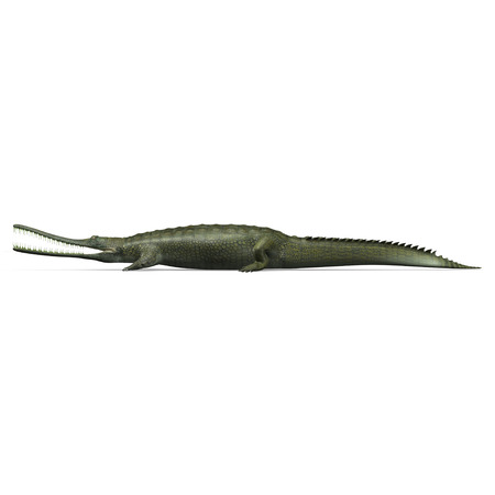 Gavialis gangeticusの写真素材