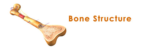 Bone structureの写真素材