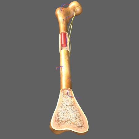 Bone structureの写真素材