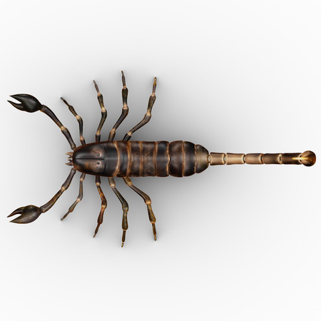 Palamnaeusの写真素材