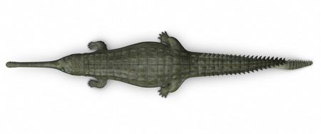 Gavialis gangeticusの写真素材