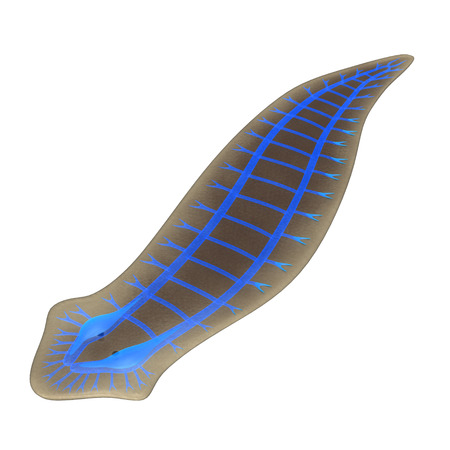 Planaria Nervous Systemの写真素材