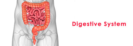 Digestive systemの写真素材