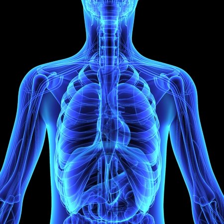 Human Anatomyの写真素材