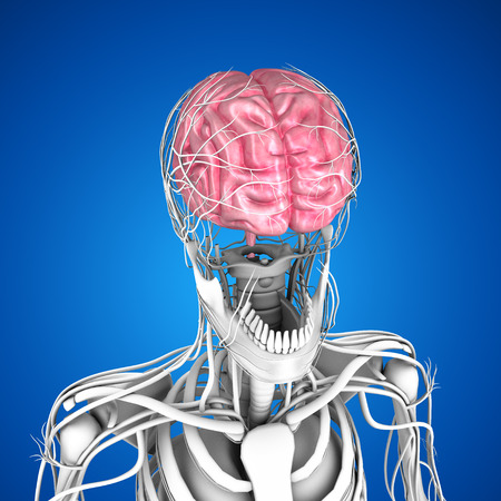 Human Brainの写真素材