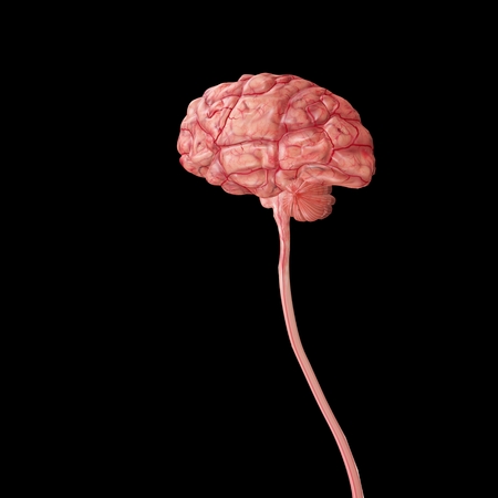Human Brainの写真素材