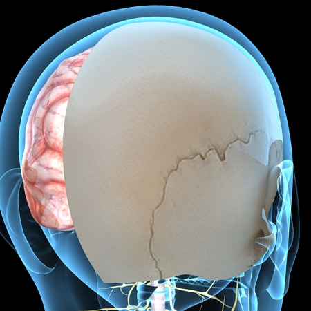 Human Brain