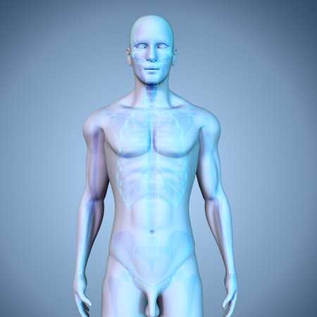 Human Skeletonの写真素材