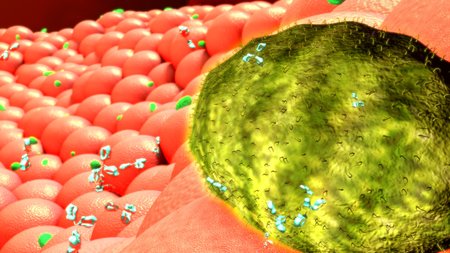 Bacteria in Human Body