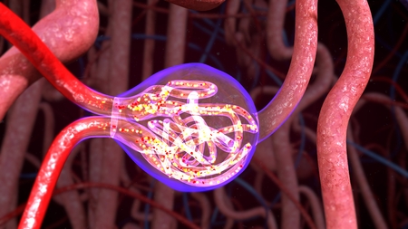 Nephron Functioningの写真素材