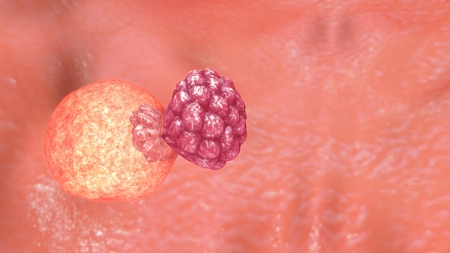 Egg Fertilization