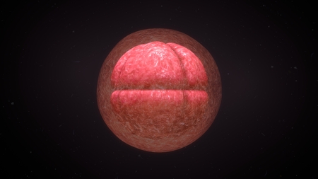 Egg Fertilizationの写真素材