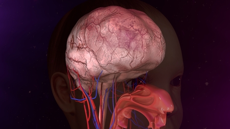 Human Brainの写真素材