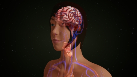 Human Brain