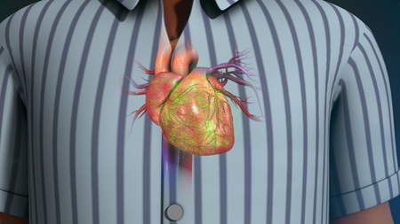 Human Heartの写真素材