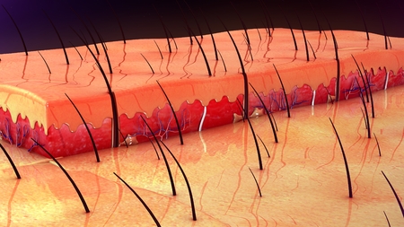 Skin Anatomyの写真素材