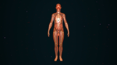 Human Anatomy