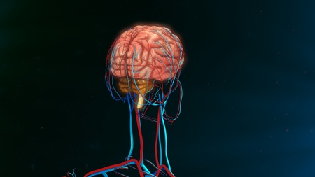 Human brain
