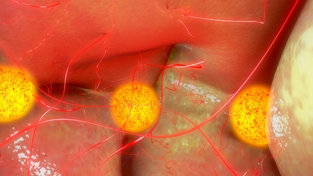 Ovarian follicles