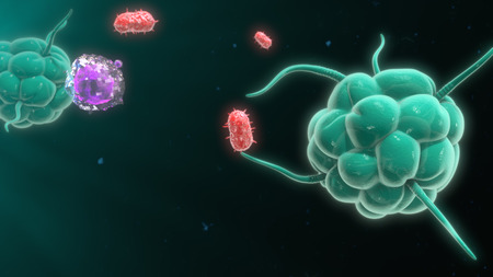 Macrophage destroying bacteriaの写真素材