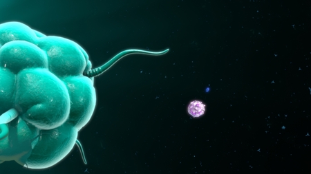 Macrophageの写真素材