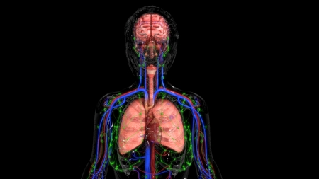 Human Anatomyの写真素材