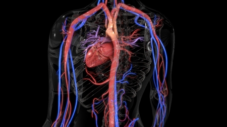 Human Heartの写真素材