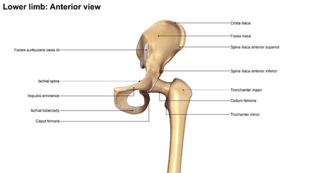 Pelvic hipの写真素材