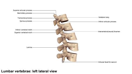 Lumbar Vertebraeの写真素材