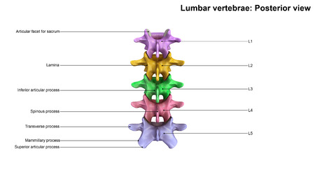 Lumbar Vertebraeの写真素材