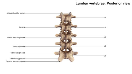 Lumbar Vertebraeの写真素材