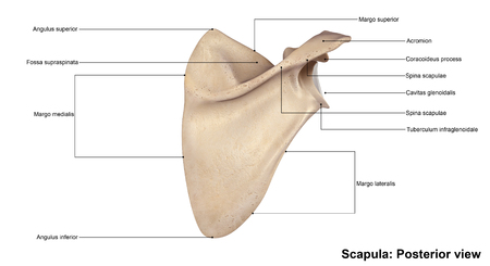 Scapulaの写真素材