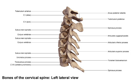 Cervical spine Left Lateral view