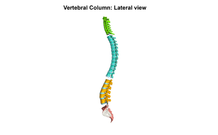 Vertebral Column_Lateral viewの写真素材