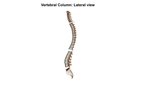 Vertebral Column_Lateral viewの写真素材