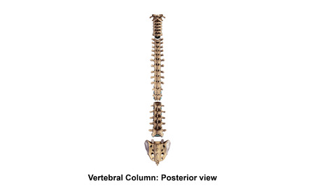 Vertebral Column_Posterior viewの写真素材