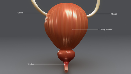 Urine Bladderの写真素材