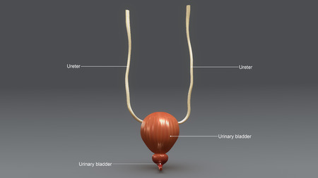 Urine Bladderの写真素材