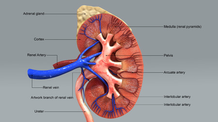 Kidney amy