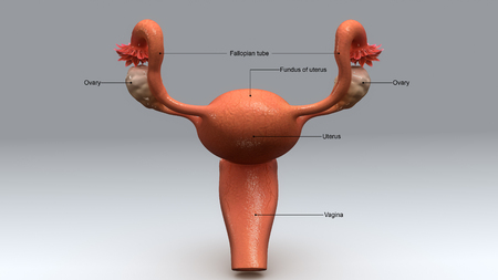 Uterusの写真素材