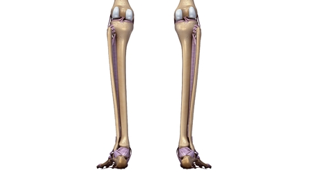Skeleton legs with ligaments back