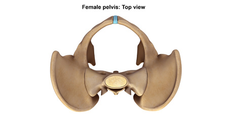 Skeleton Pelvis Top viewの写真素材