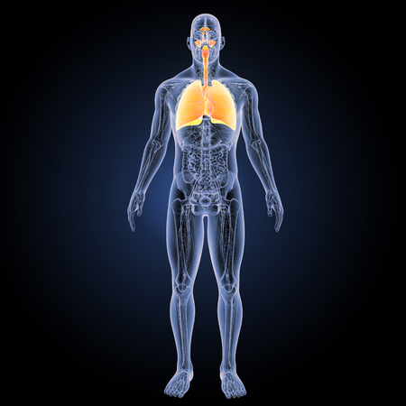 Human Respiratory system with anatomy anterior viewの写真素材