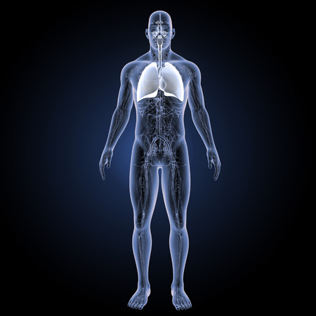Human Respiratory system with circulatory system anterior viewの写真素材