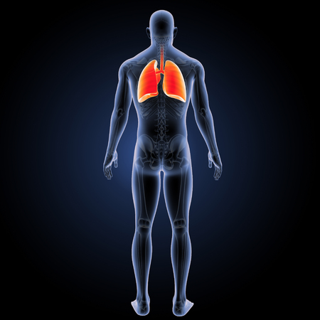Human lungs orange posterior viewの写真素材