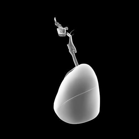 Lungs with heart lateral viewの写真素材