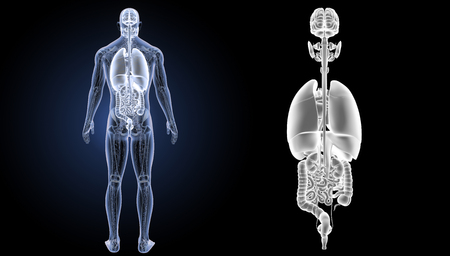 Human organs posterior viewの写真素材