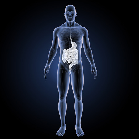 Digestive system anterior viewの写真素材